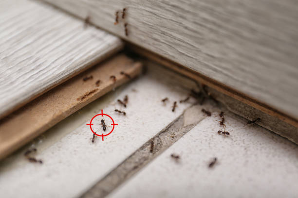 Best Pest Control Near Me  in King City, CA