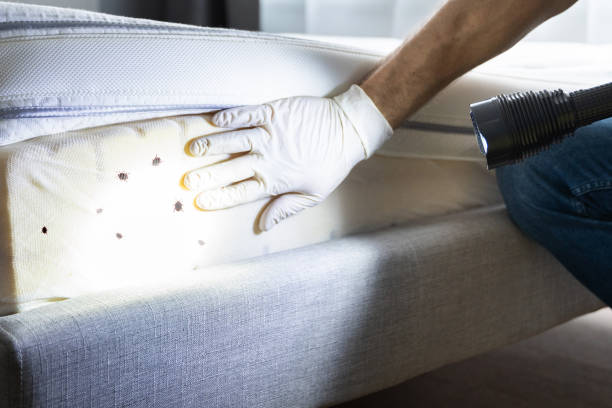 Best Residential Pest Control  in King City, CA